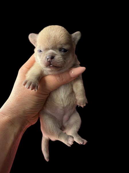 cucciolo maksivon a pelo corto