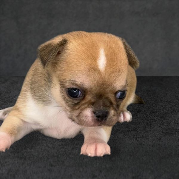 cucciolo maksivon a pelo corto