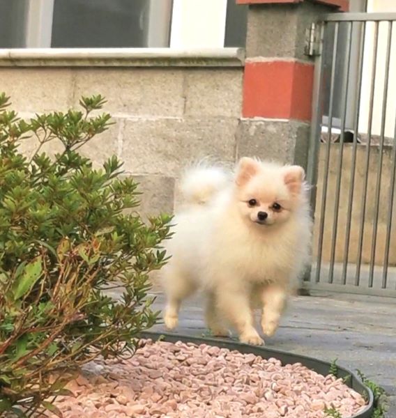 cucciolo maksivon a pelo corto