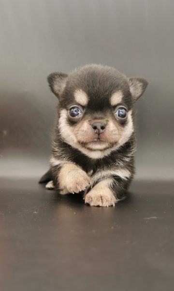 cucciolo maksivon a pelo corto