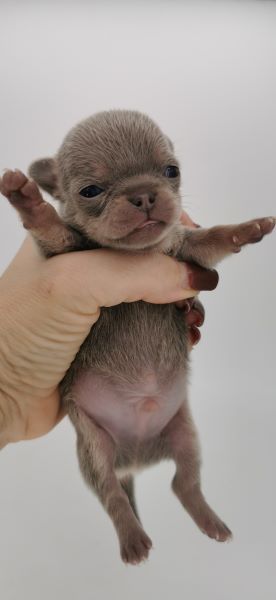 cucciolo maksivon a pelo corto