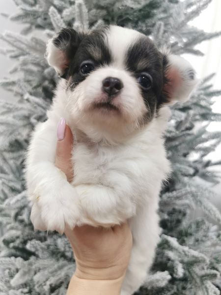 cucciolo maksivon a pelo corto