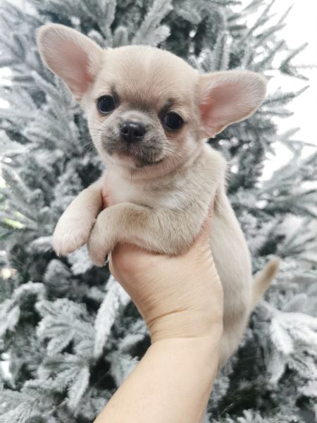 cucciolo maksivon a pelo corto