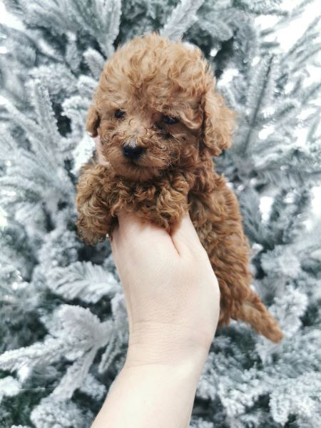 cucciolo maksivon a pelo corto