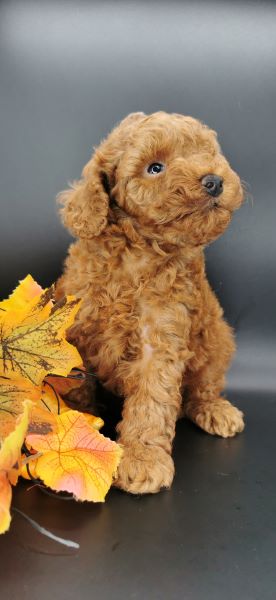 cucciolo maksivon a pelo corto