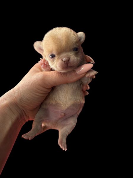 cucciolo maksivon a pelo corto