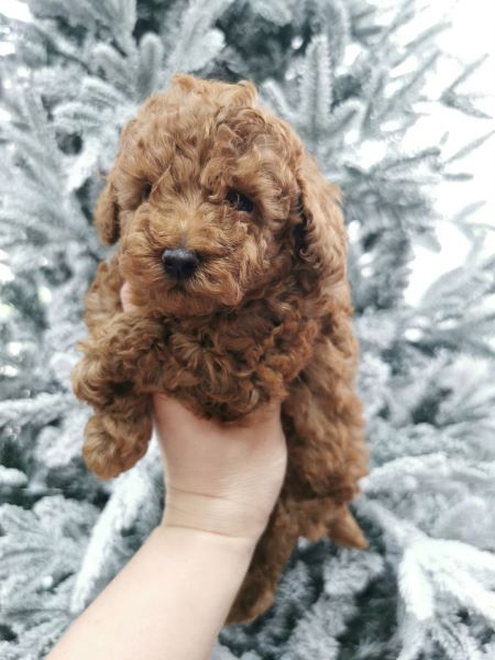 cucciolo maksivon a pelo corto