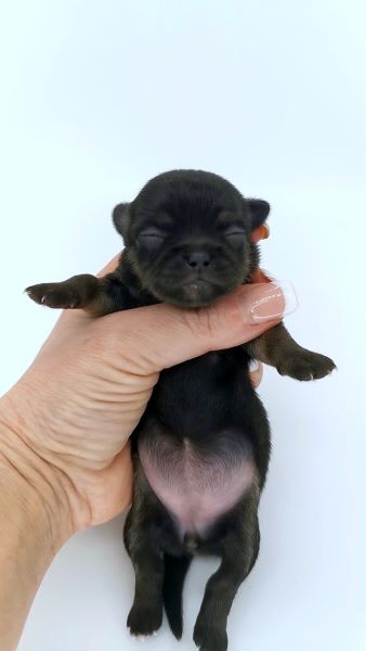 cucciolo maksivon a pelo corto