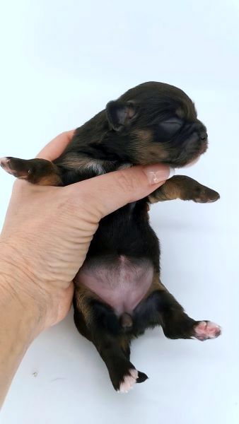 cucciolo maksivon a pelo corto