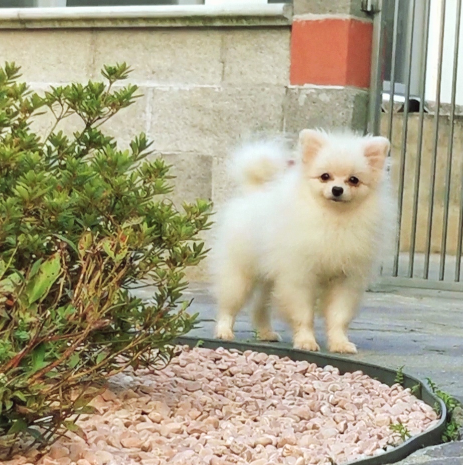 cucciolo maksivon a pelo corto