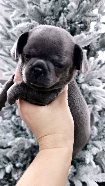 cucciolo maksivon a pelo corto