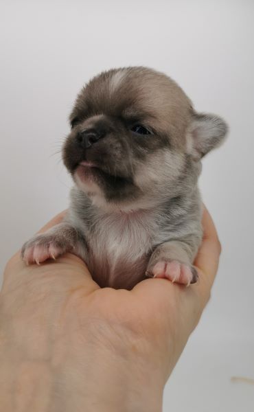 cucciolo maksivon a pelo corto