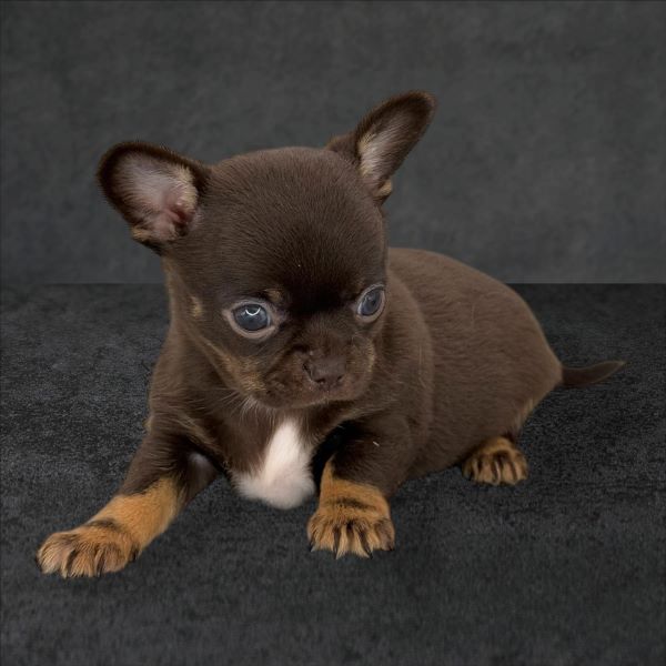 cucciolo maksivon a pelo corto