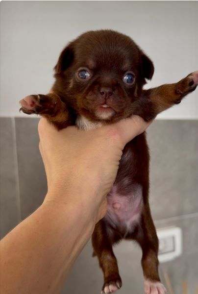 cucciolo maksivon a pelo corto