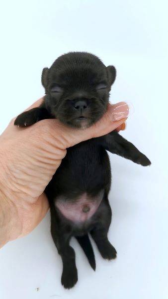 cucciolo maksivon a pelo corto