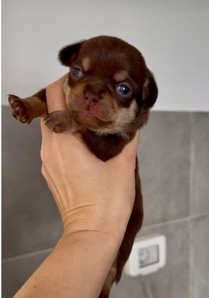 cucciolo maksivon a pelo corto