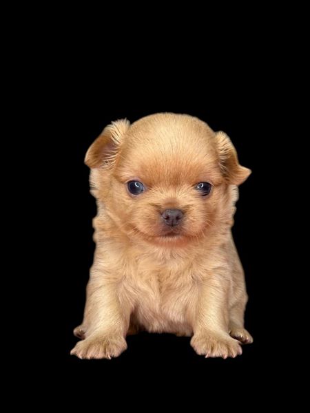 cucciolo maksivon a pelo corto