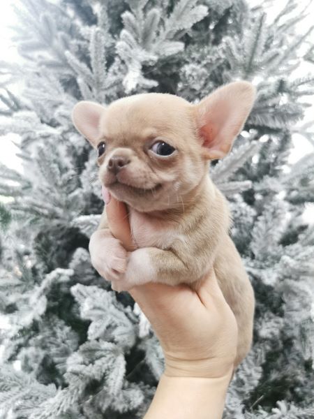 cucciolo maksivon a pelo corto