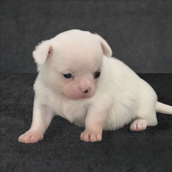 cucciolo maksivon a pelo corto