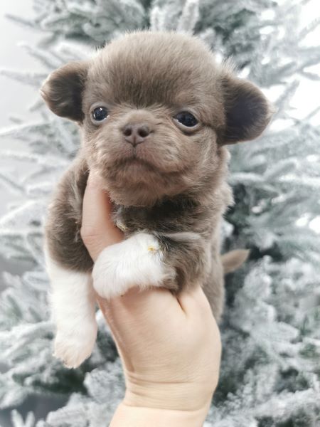 cucciolo maksivon a pelo corto