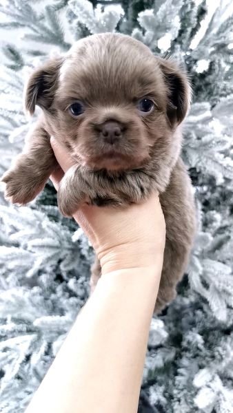 cucciolo maksivon a pelo corto