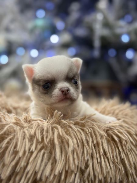 cucciolo maksivon a pelo corto