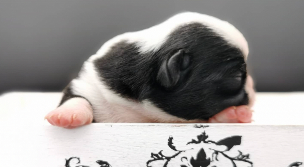 Cuccioli nati presso l'Allevamento professionale riconosciuto ENCI di chihuahua
